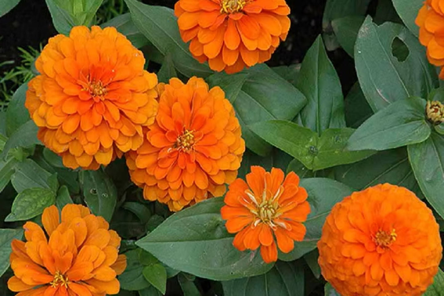 Zinnia Seeds - Giant 5" Double Orange Flowers - Orange King Heirloom Variety - Zinnia elegans, Pollinator-Friendly, Garden & Container Plant