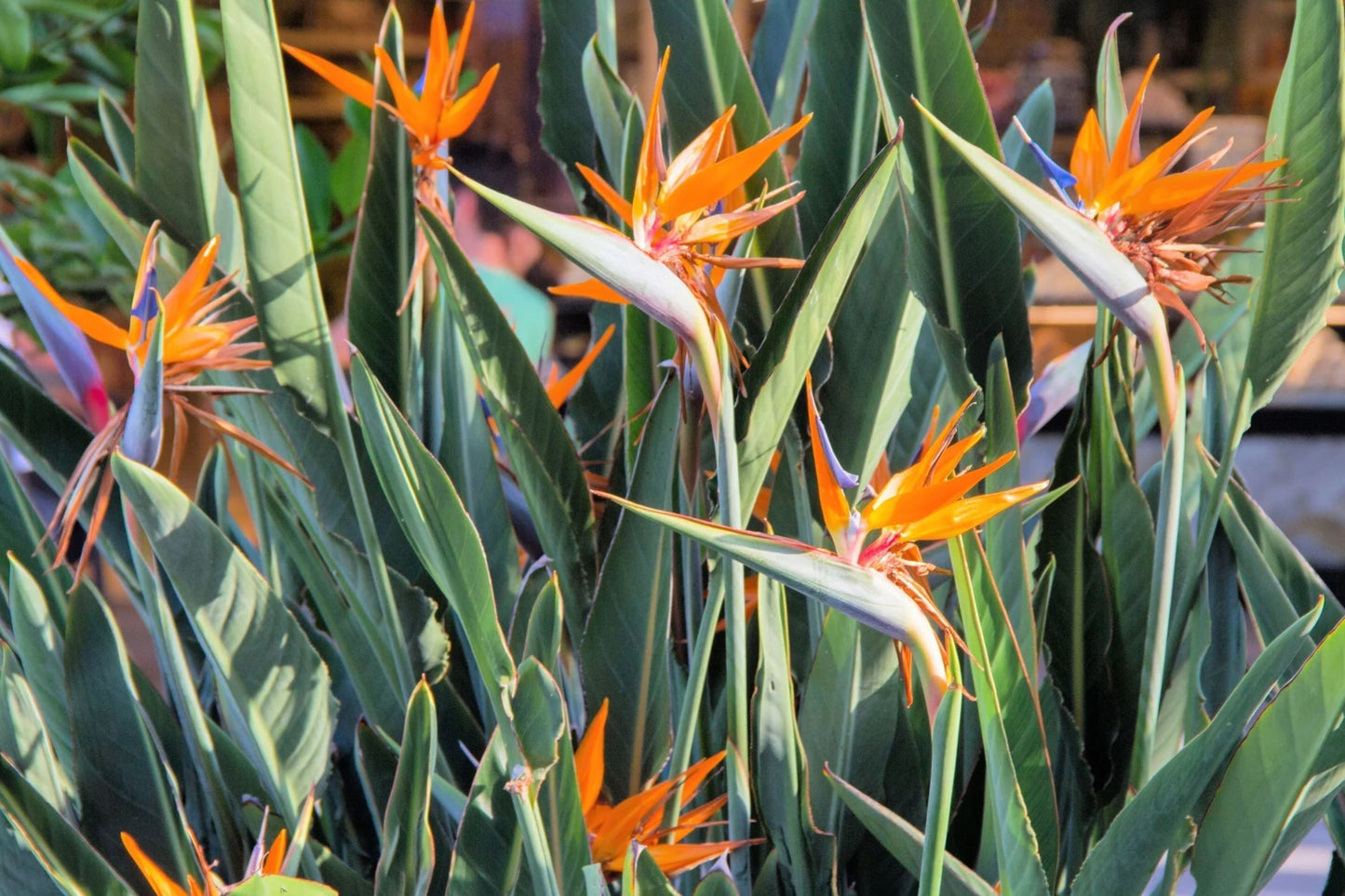 Birds of Paradise Seeds 15 Pack - Strelitzia Reginae Orange & Blue Flower Seeds for Tropical Garden, Full Sun, Easy to Grow