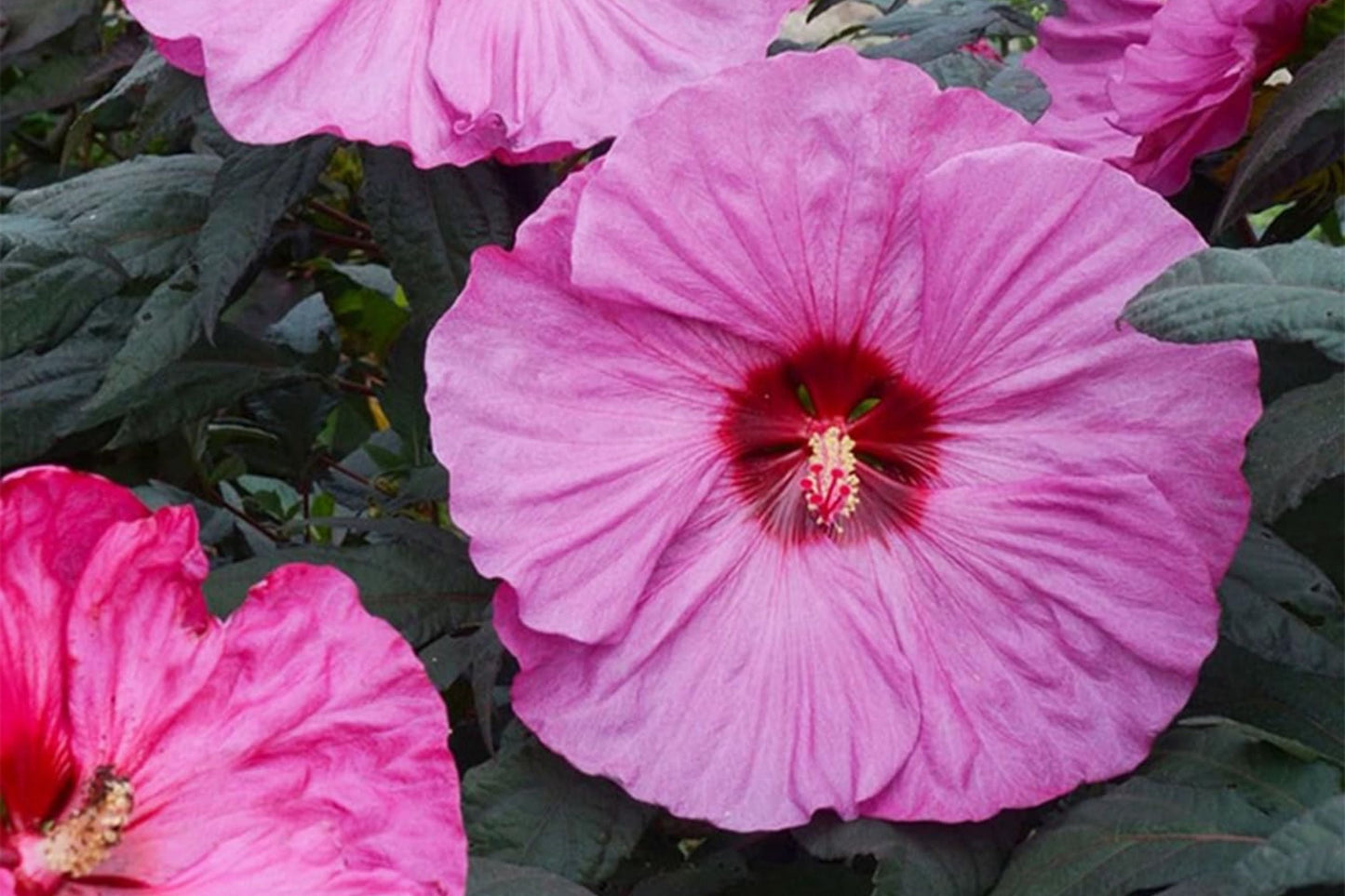 Mixed Giant Hibiscus Seeds - Perennial Flower Seeds for Garden, Hibiscus rosa-sinensis, Vibrant Blooms, Butterfly & Hummingbird Attractant