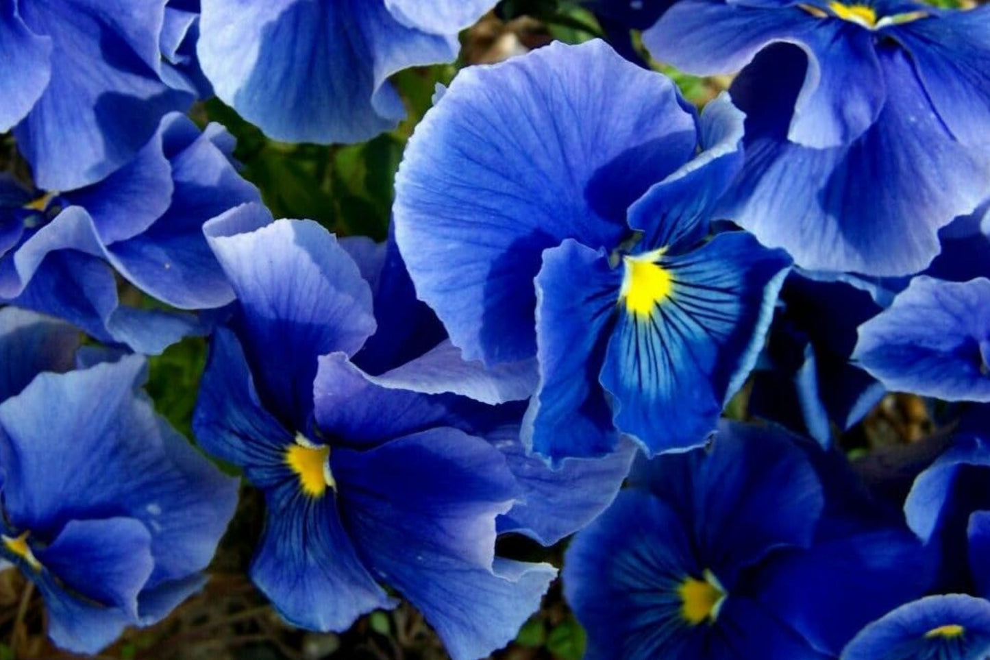 Swiss Giants Pansy Seeds - Pensee Mix Viola Wittrockiana Colorful Flower Seeds for Gardens & Containers