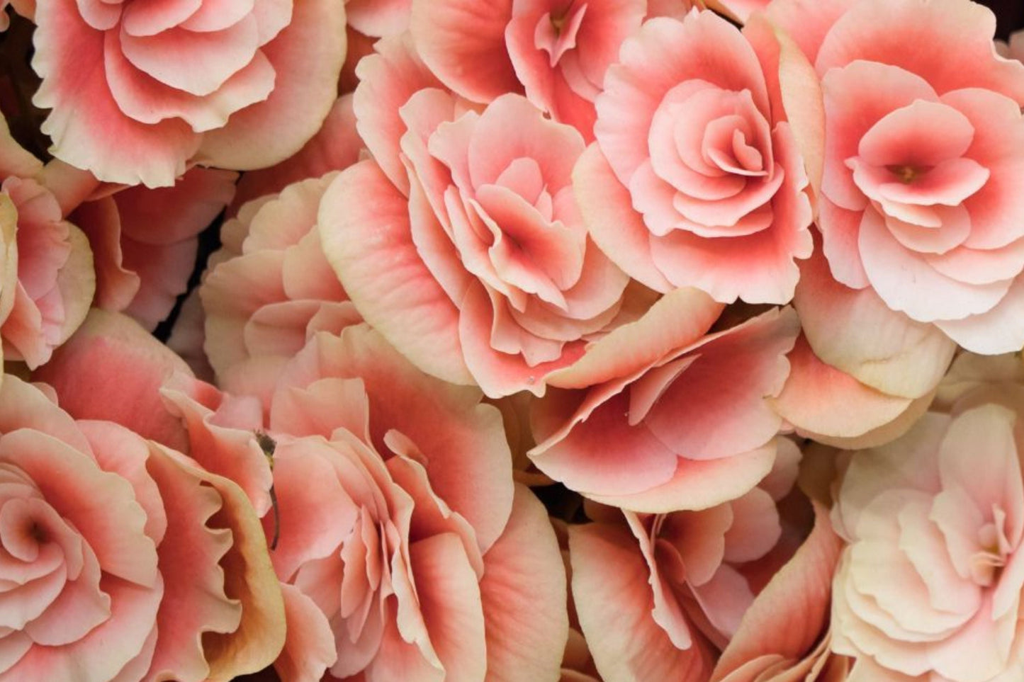 Coral Mosaic Begonia Seeds, Non-GMO, 45 or 125 Pack, Begonia rex, Vibrant Foliage, Indoor & Outdoor Gardening Seeds