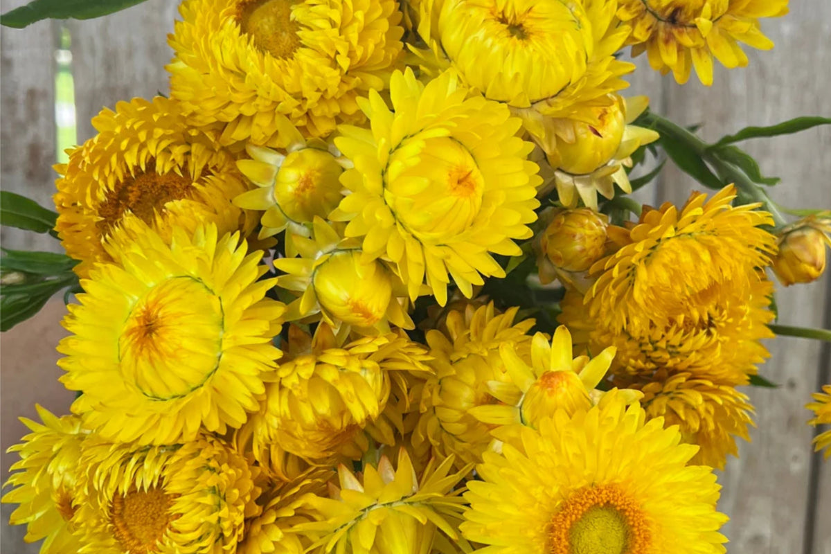 Golden Yellow Strawflower Seeds | Helichrysum bracteatum | Non-GMO Bulk Seed Pack for Garden, Cut Flowers & Pollinator Attraction