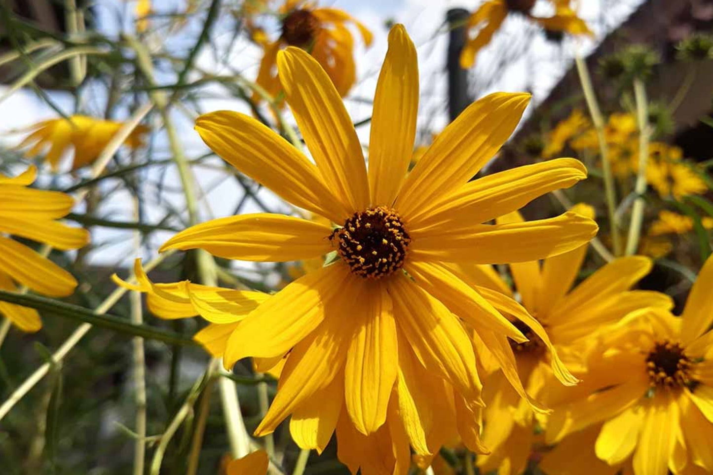 Swamp Sunflower Seeds | Helianthus angustifolius | Late-Season Perennial Flower Seeds for Garden, Wildlife, Pollinator Attracting
