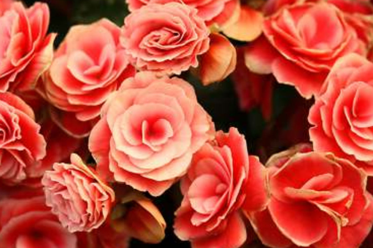 Begonia Seeds - Pack of 45/125 - Sunny Zing Variety - Non-GMO Flower Seeds - Begonia x tuberhybrida