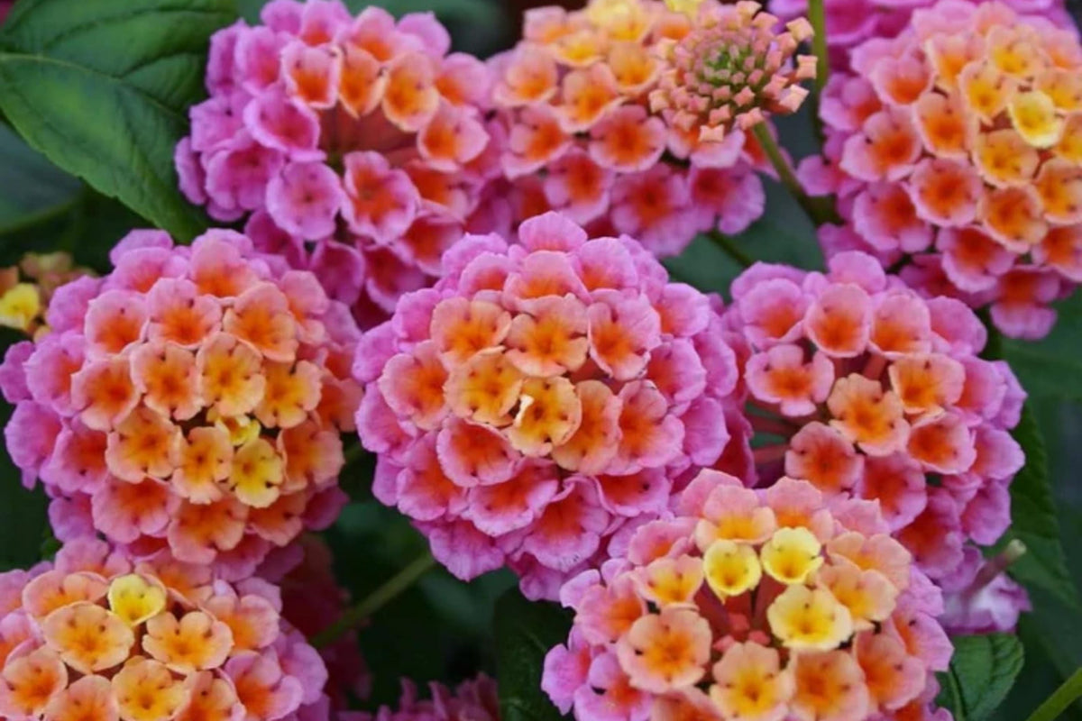 Lantana Flower Seeds - 300 Mixed Color Seeds for Planting - Lantana camara - Perennial, Butterfly Attracting, Drought-Resistant