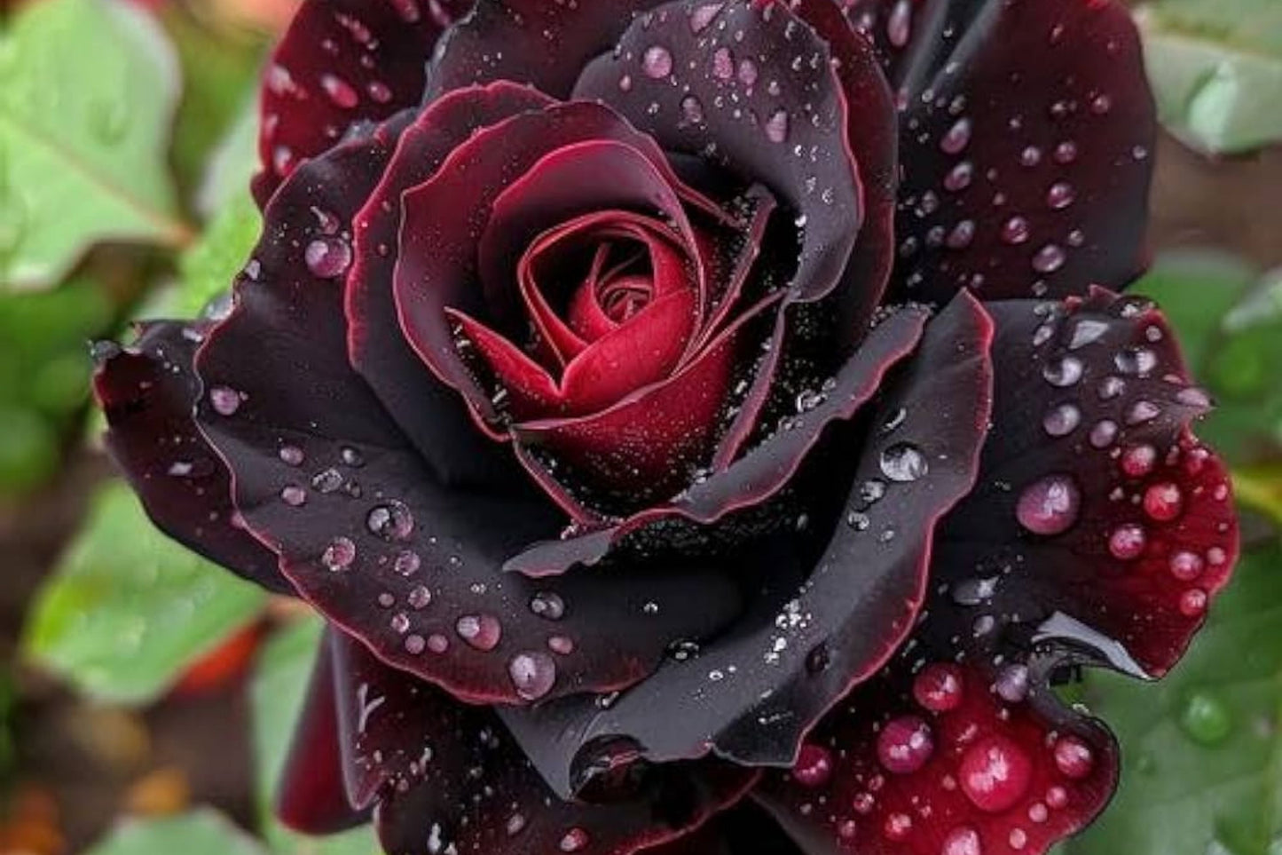Dark Red/Black Rose Flower Seeds – Rare Exotic Rosa spp. – 100 Seeds for Garden, Indoor & Outdoor Cultivation