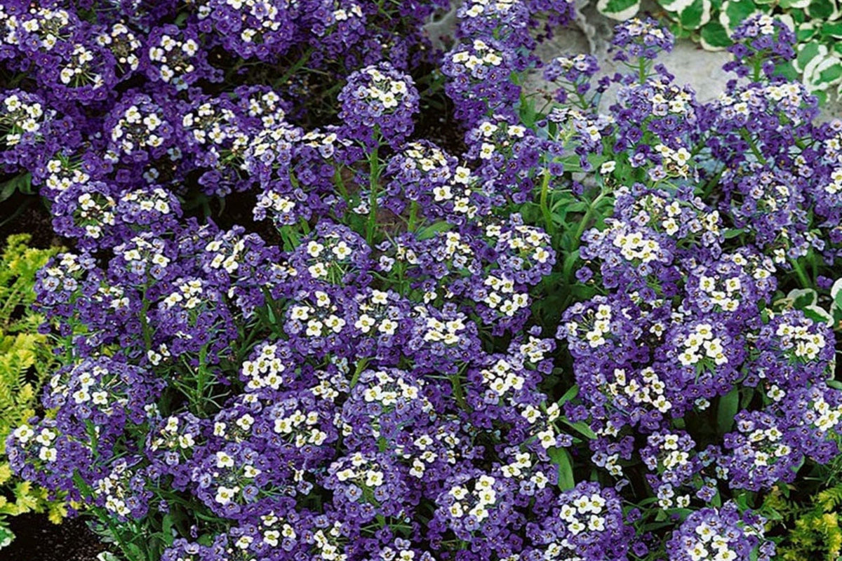 Violet Queen Alyssum Seeds | Purple Heirloom Lobularia maritima | Non-GMO Annual for Borders & Containers