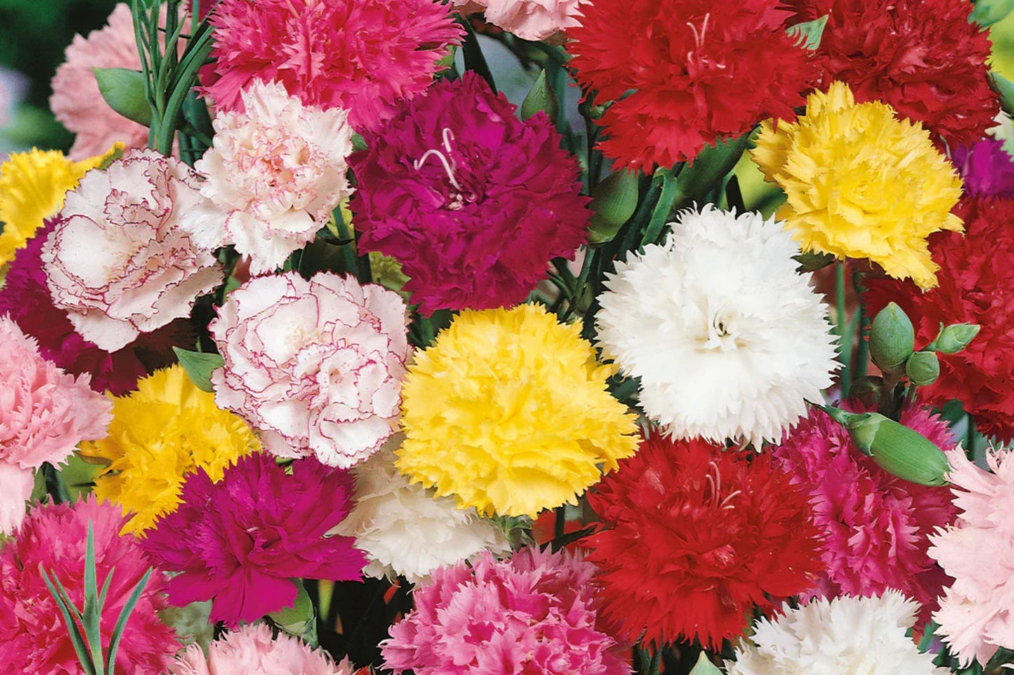 Chabaud Mix Carnation Seeds | Colorful Flower Seeds | Dianthus caryophyllus | Easy to Grow, Fragrant Blooms, Full Sun, Packet of 50