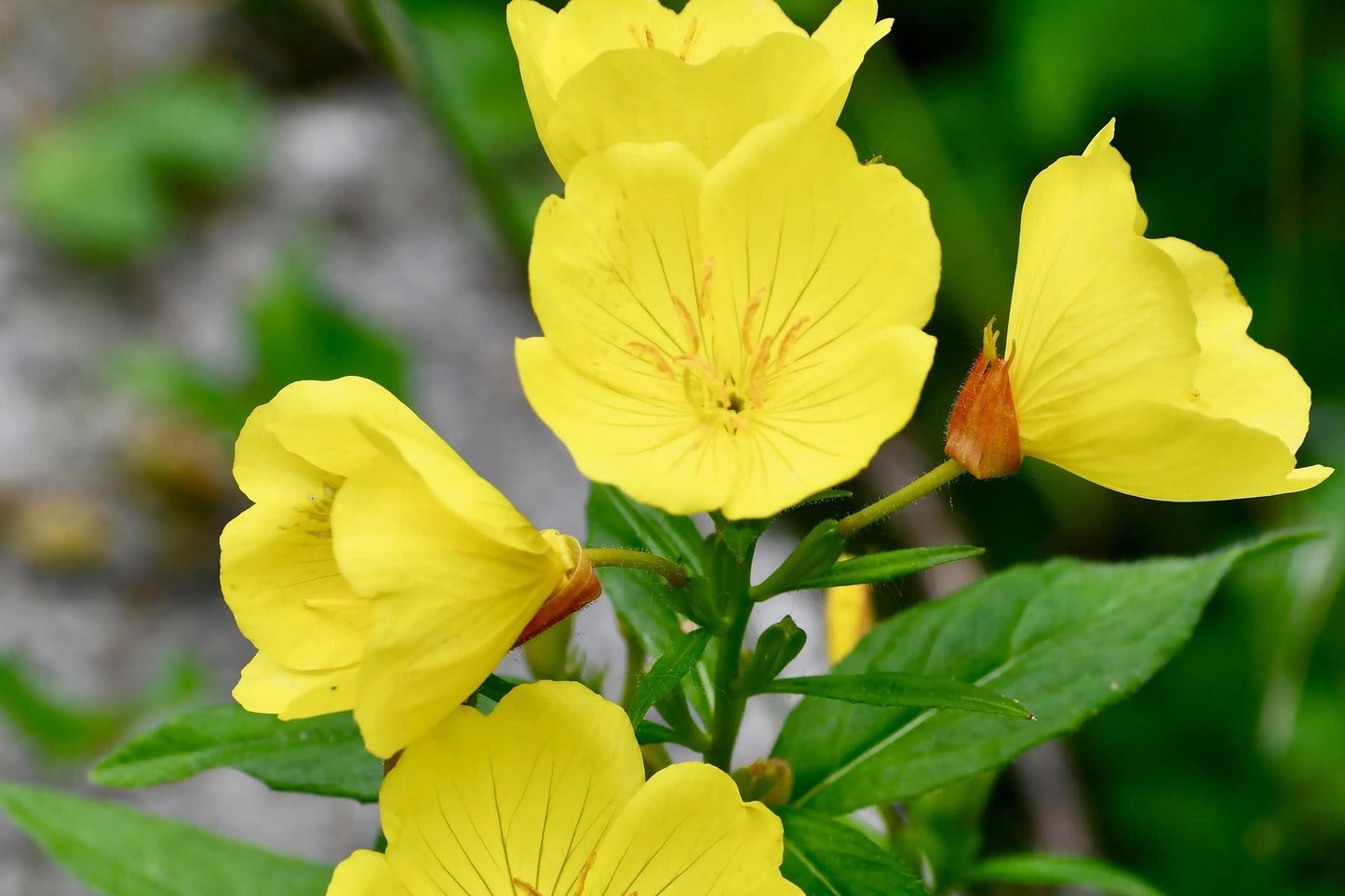 Yellow Common Evening Primrose Seeds – Non-GMO Flower Seeds, Oenothera biennis, Vibrant Yellow Blooms, Easy to Grow