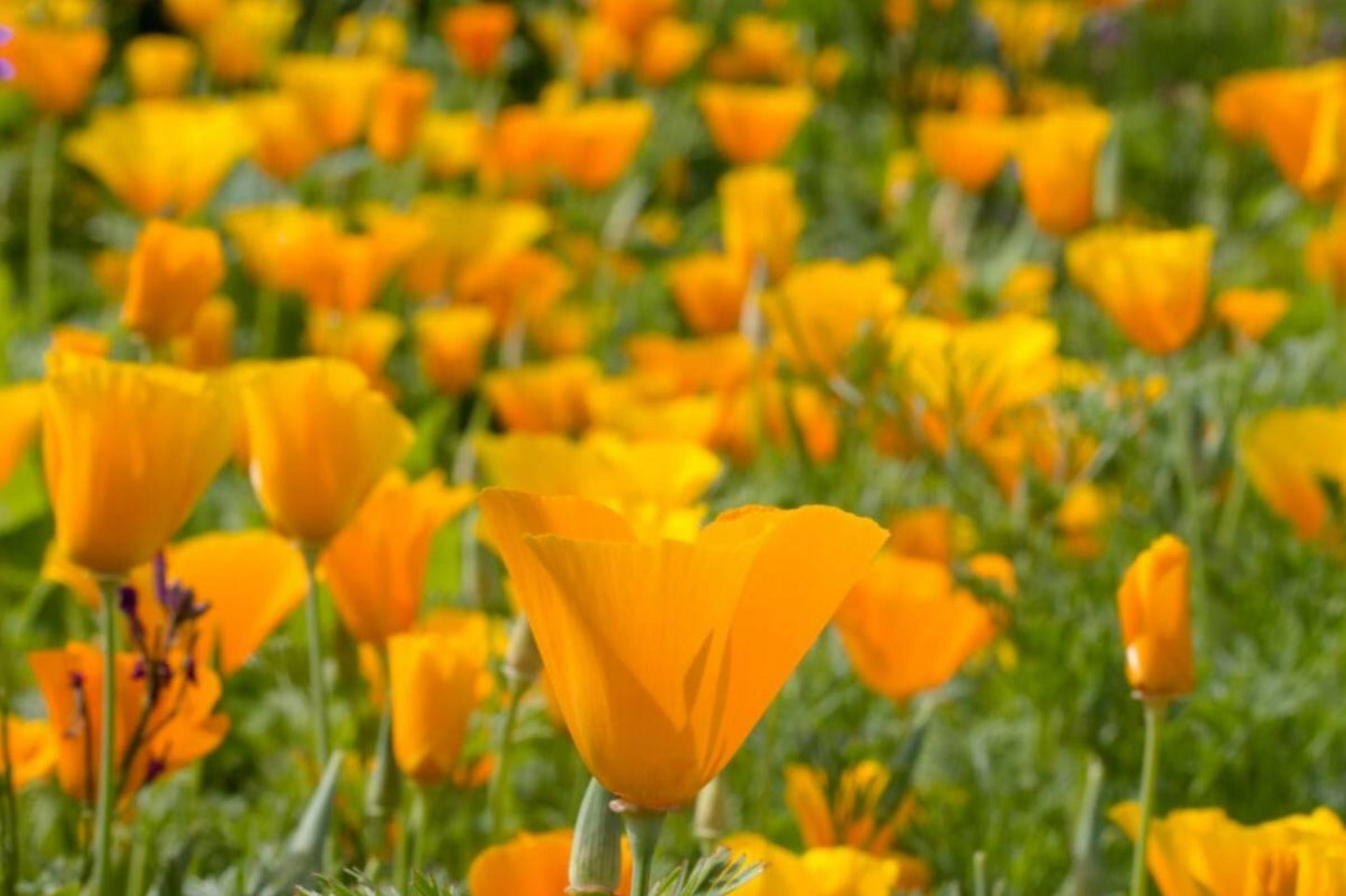 California Poppy Seeds – Orange Flower Seeds for Planting, Non-GMO, Eschscholzia californica, Drought-Tolerant Annual, 100 Seeds