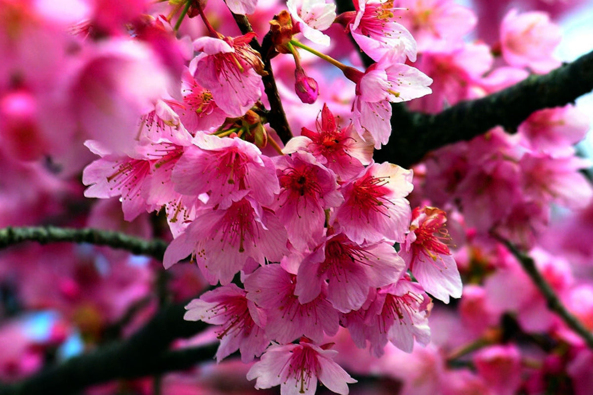 Japanese Sakura Cherry Blossom Tree Seeds - Prunus sargentii Pink Flowers, Ornamental Garden Plant, Hardy Flower Seeds