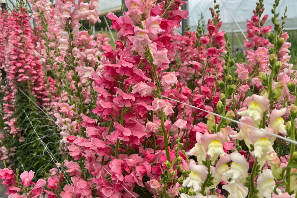 Appleblossom Snapdragon Seeds - Heirloom Non-GMO Antirrhinum majus Flower Seeds for Gardens, Borders, and Cut Flowers