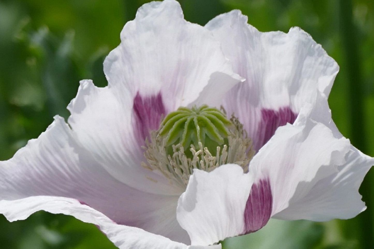 Organic Poppy Seeds for Planting - 20,000 Count - Papaver somniferum Czech Republic Variety