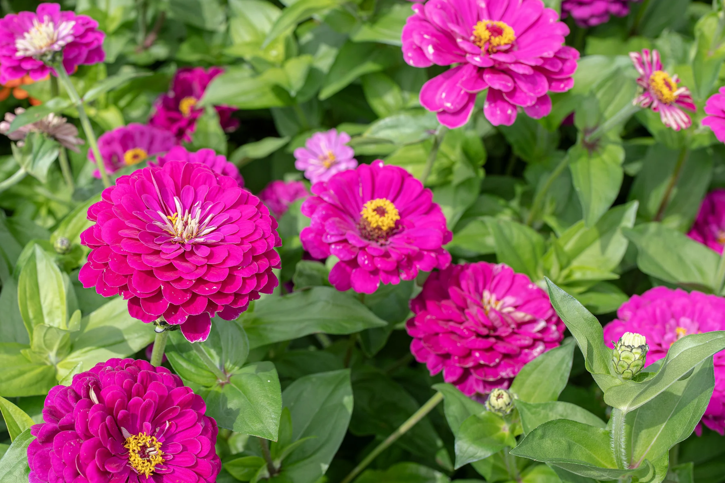 Purple Prince Zinnia Seeds | Giant 5-Inch Purple Flowers | Zinnia elegans | Non-GMO, Easy to Grow, Butterfly Attracting