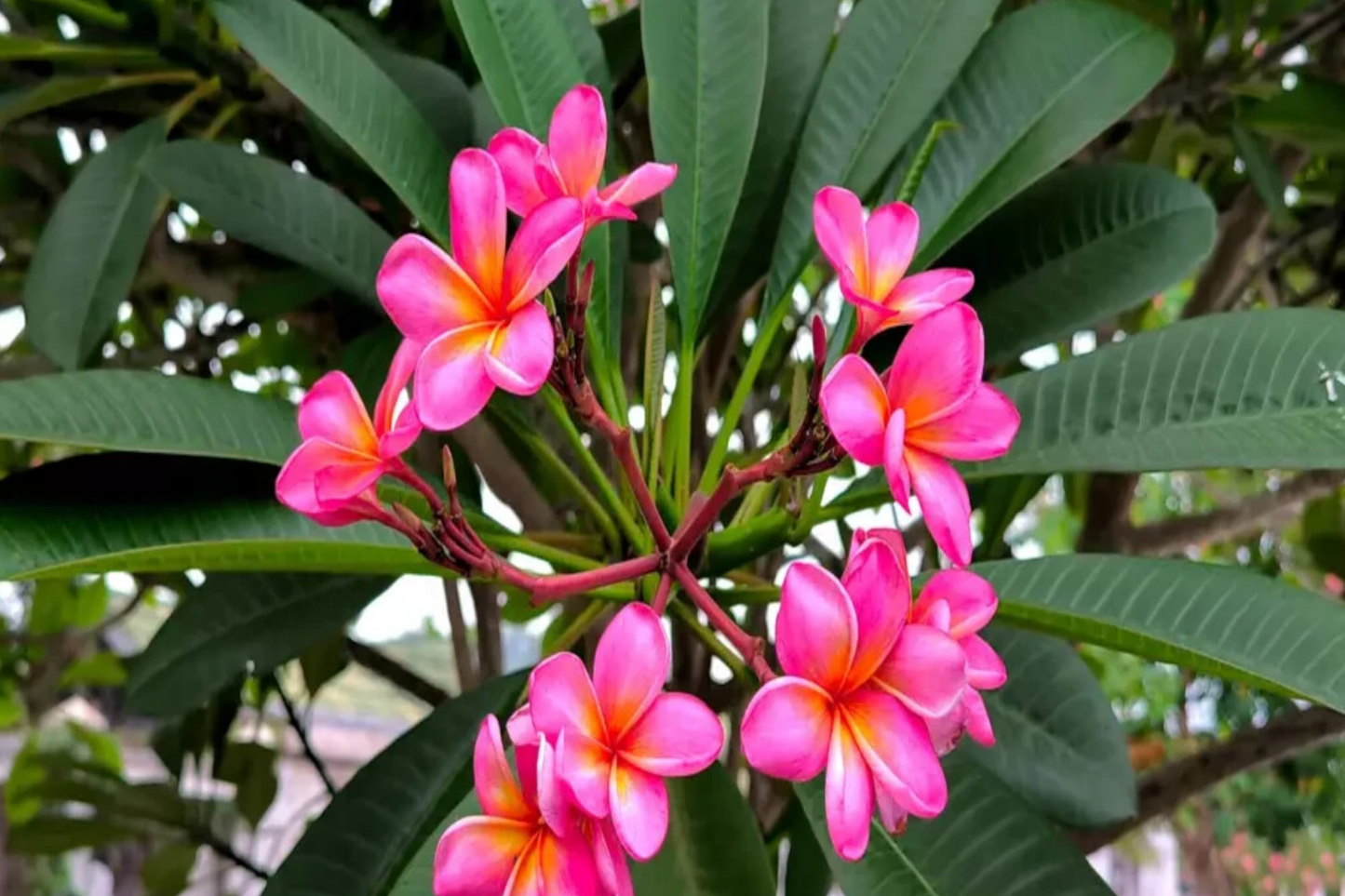 Mexican Red Plumeria Seeds - Tropical Frangipani Flower (P. rubra) - Garden Plant Starter, Red Blooms, Fragrant, Easy to Grow, 10 Pack