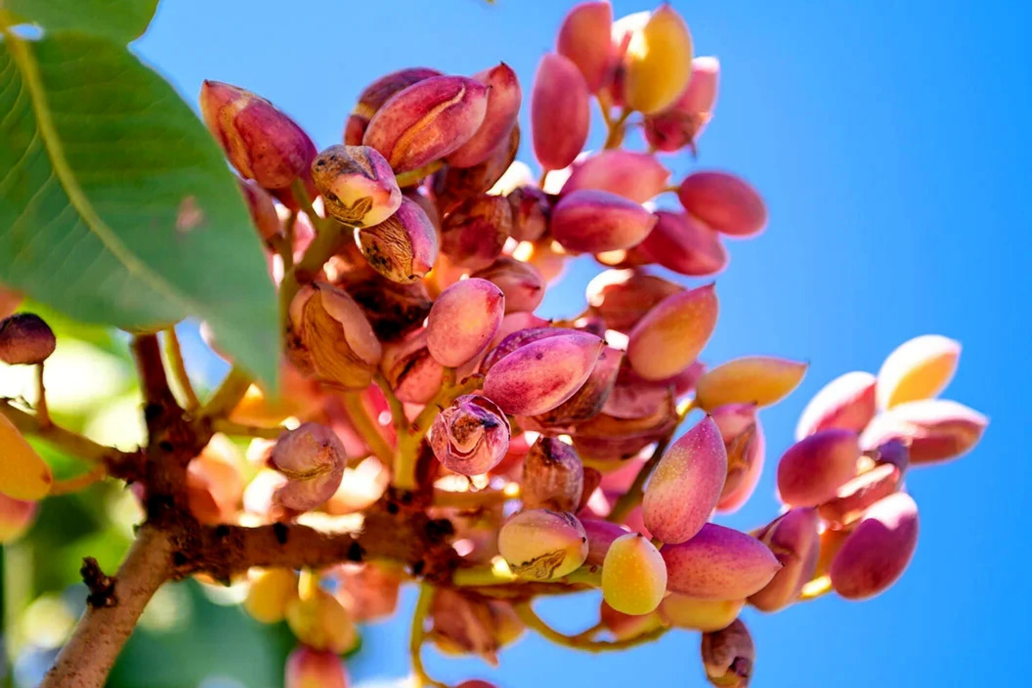 Pistachio Nut Tree Seeds - Edible Garden Plant - Hardy Zone 7 - Pistacia vera - Full Sun, Deciduous, Pack of 10