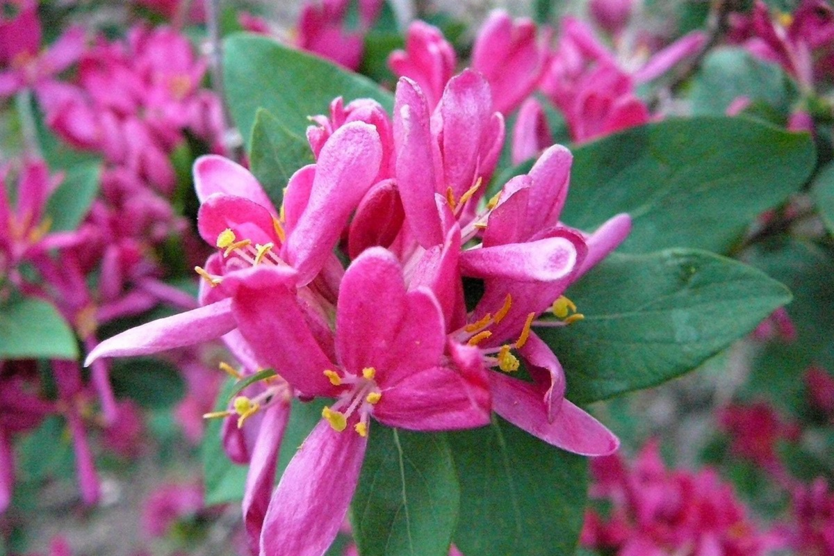 Arnold Red Tatarian Honeysuckle Shrub Seeds, Lonicera tatarica Arnold Red, Fragrant Red Flowers, Drought-Resistant, Perennial Garden Plant