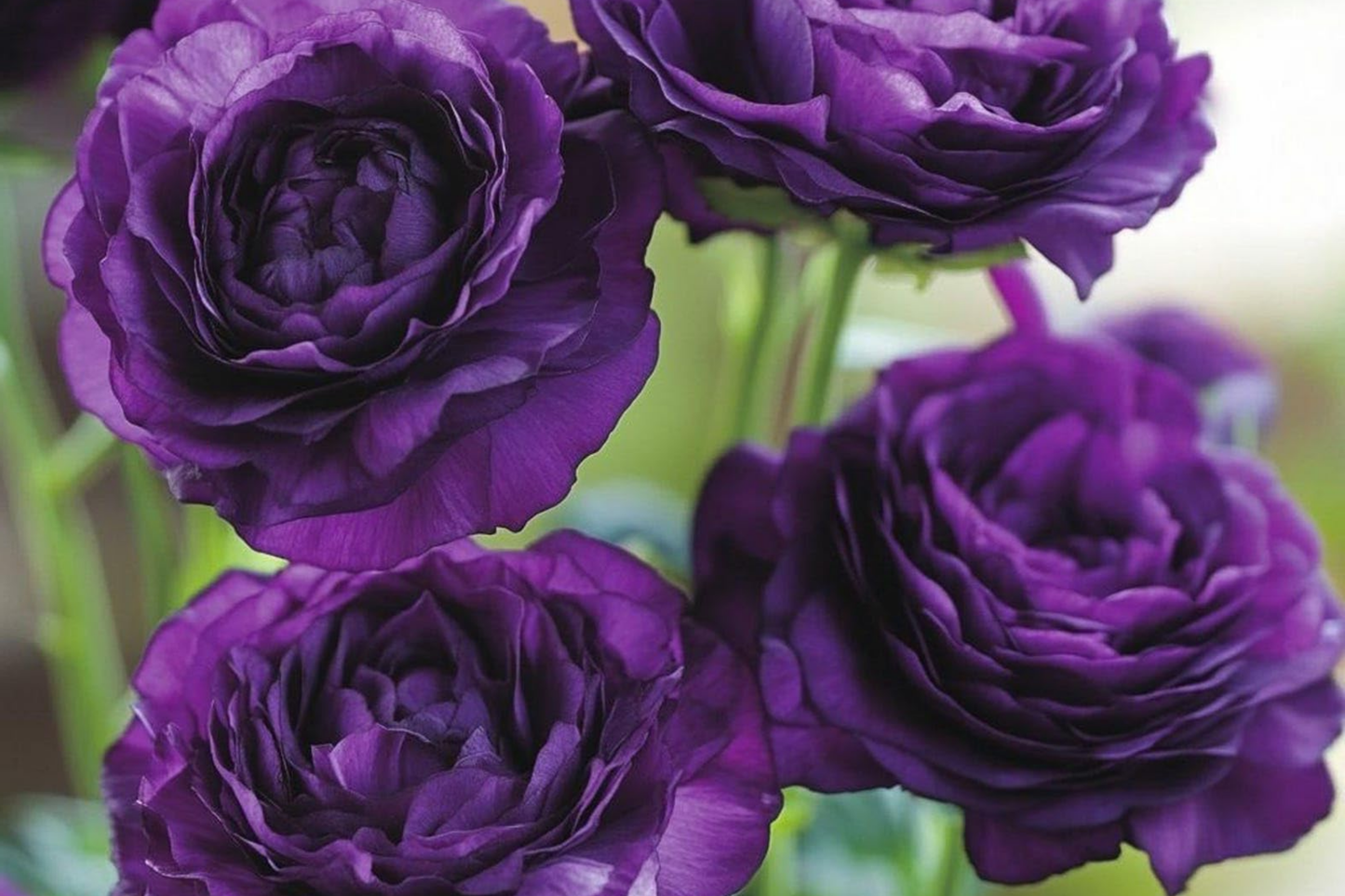 Mixed Lisianthus Flower Seeds - 300+ Eustoma grandiflorum Perennial Seeds for Garden & Cut Flowers