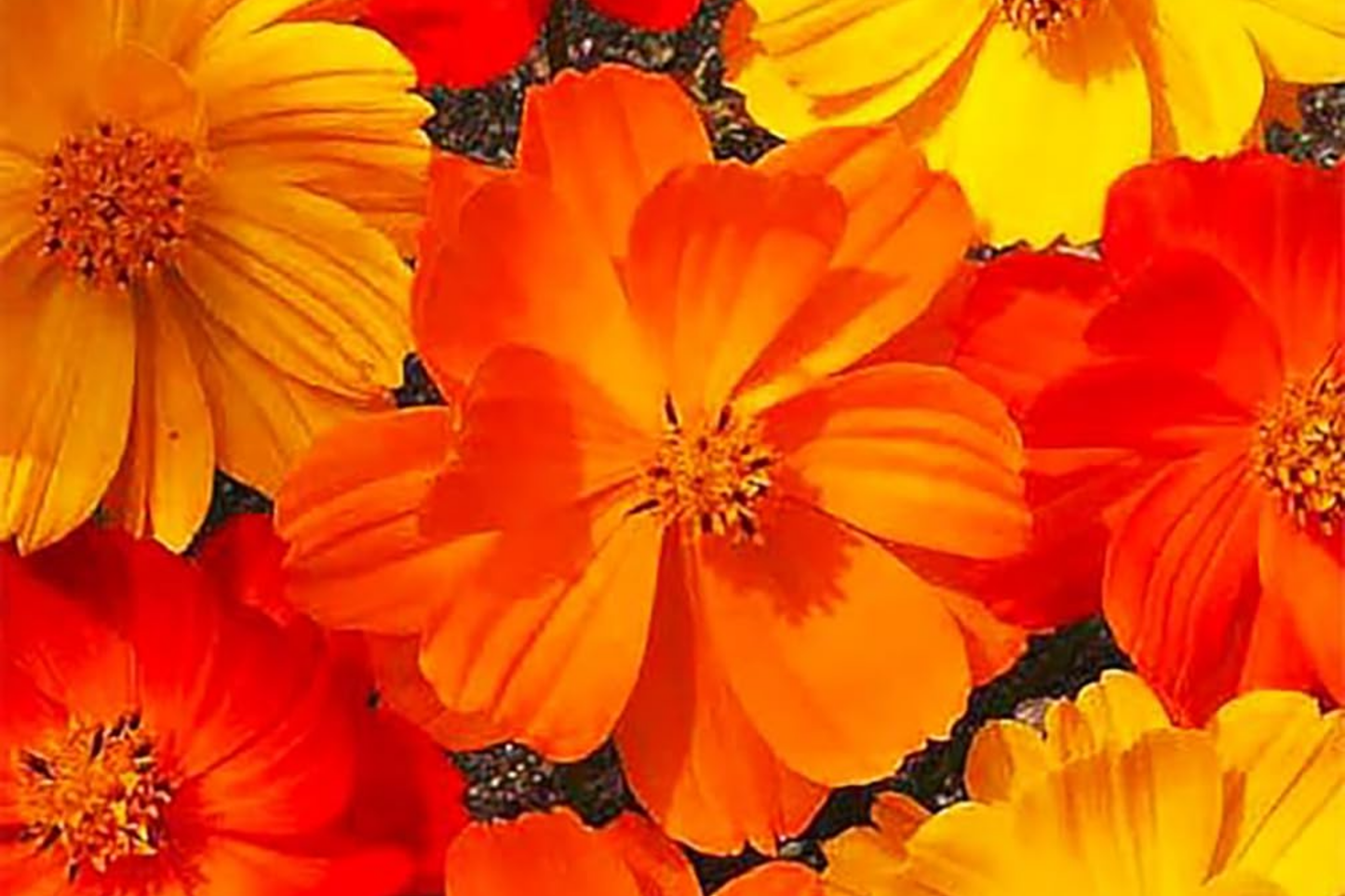 Cosmos Seeds Bright Lights Variety, 50-1,000 Seeds, Vibrant Colors, Cosmos bipinnatus, Easy to Grow, Butterfly Attracting, Free Shipping