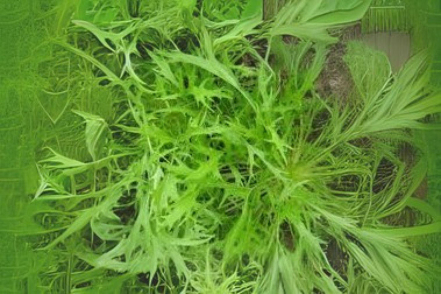 Mizuna Spinach Seeds, Fast-Growing Asian Green, Heirloom Variety, Brassica rapa var. nipposinica, 500 mg