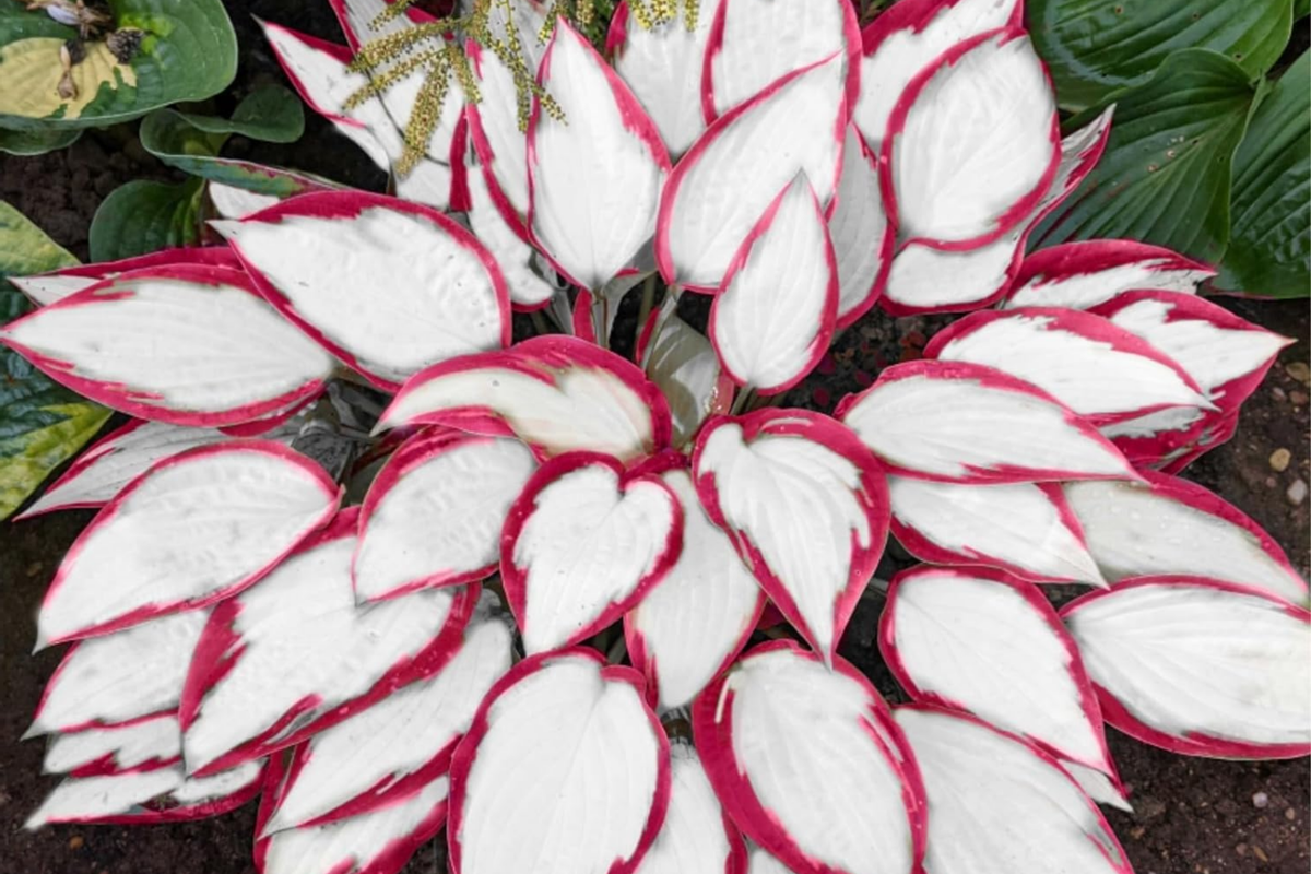 Hosta Seeds 200+ Count Perennial White Red Foliage for Garden Planting - Hosta spp.
