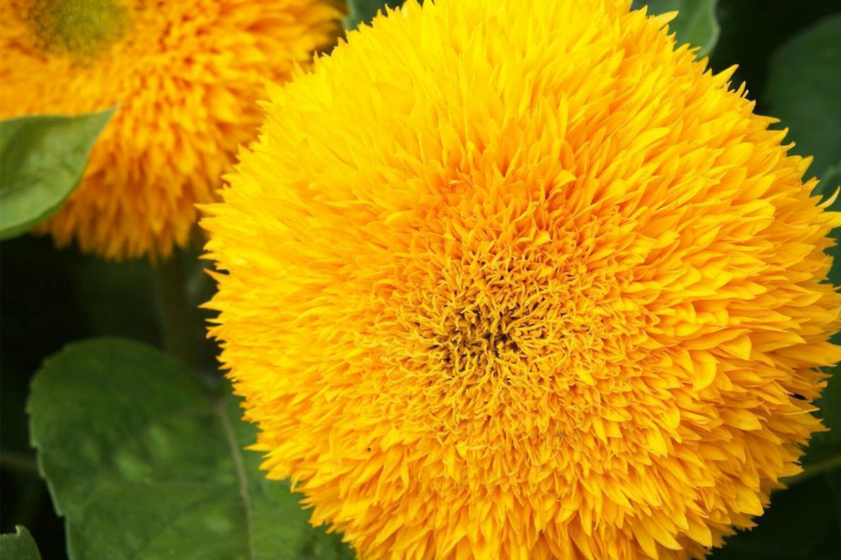 Sunflower Seeds for Planting - 700+ Giant Teddy Bear Heirloom Non-GMO Helianthus annuus