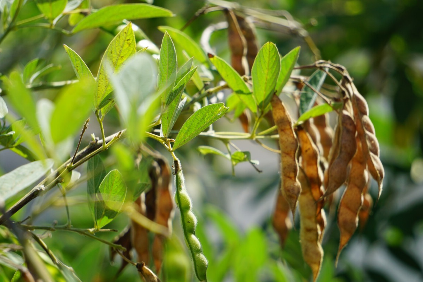 Organic Pigeon Pea Seeds, Heirloom Cajanus cajan, Florida-Grown, Non-GMO, Nutritious Legume for Sustainable Gardening