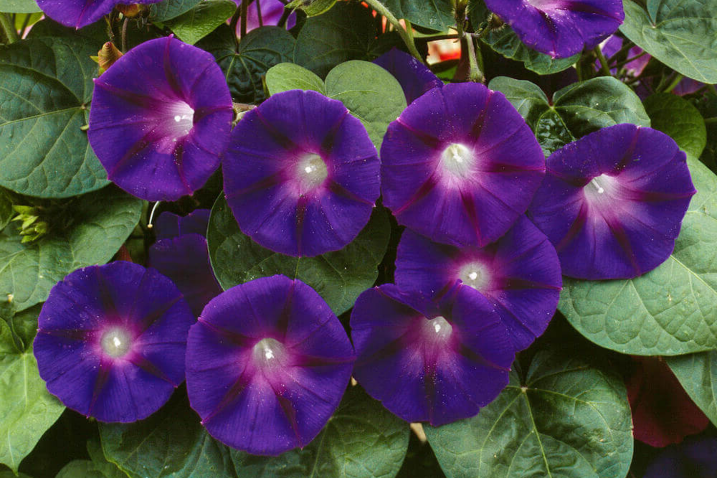 Morning Glory Seeds | 3" Deep Purple Flowers | Ipomoea purpurea | Climbing Vine, Non-GMO, Garden, Trellis
