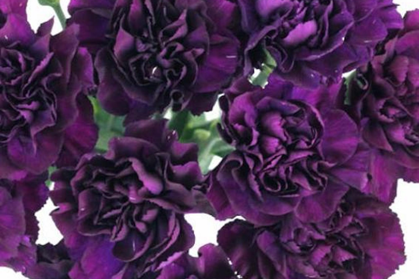 Carnation Seeds - Grenadin King of Blacks Flower Seeds - Dianthus caryophyllus - 1250 Count for Garden, Floral Arrangements