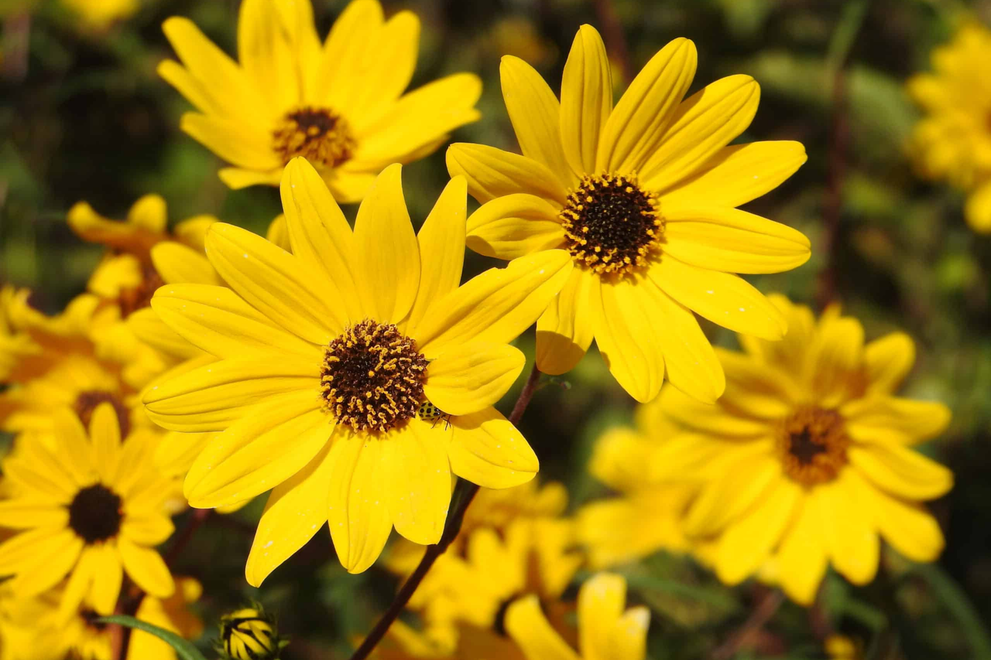 Swamp Sunflower Seeds - Helianthus angustifolius - Drought-Resistant, Late-Season Blooms, Wetland Garden Plant Seeds