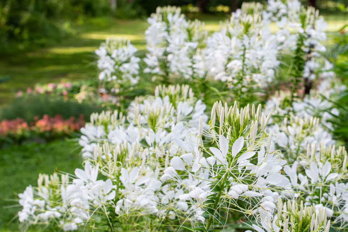 White Queen Cleome Seeds – Non-GMO Flower Seeds for Borders & Containers, Cleome hassleriana, Easy to Grow, Free Shipping