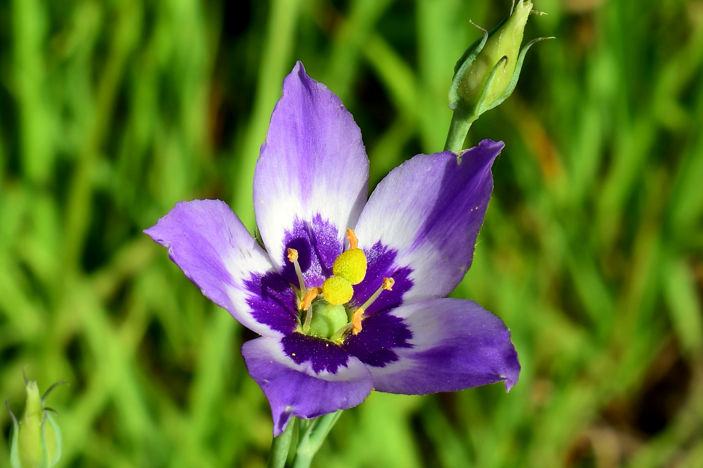 Eustoma exaltatum Seeds - Tularosa Basin Gentian Flowering Plant - Desert Marsh Gentian - Perennial, Easy to Grow, Low-Water Landscape