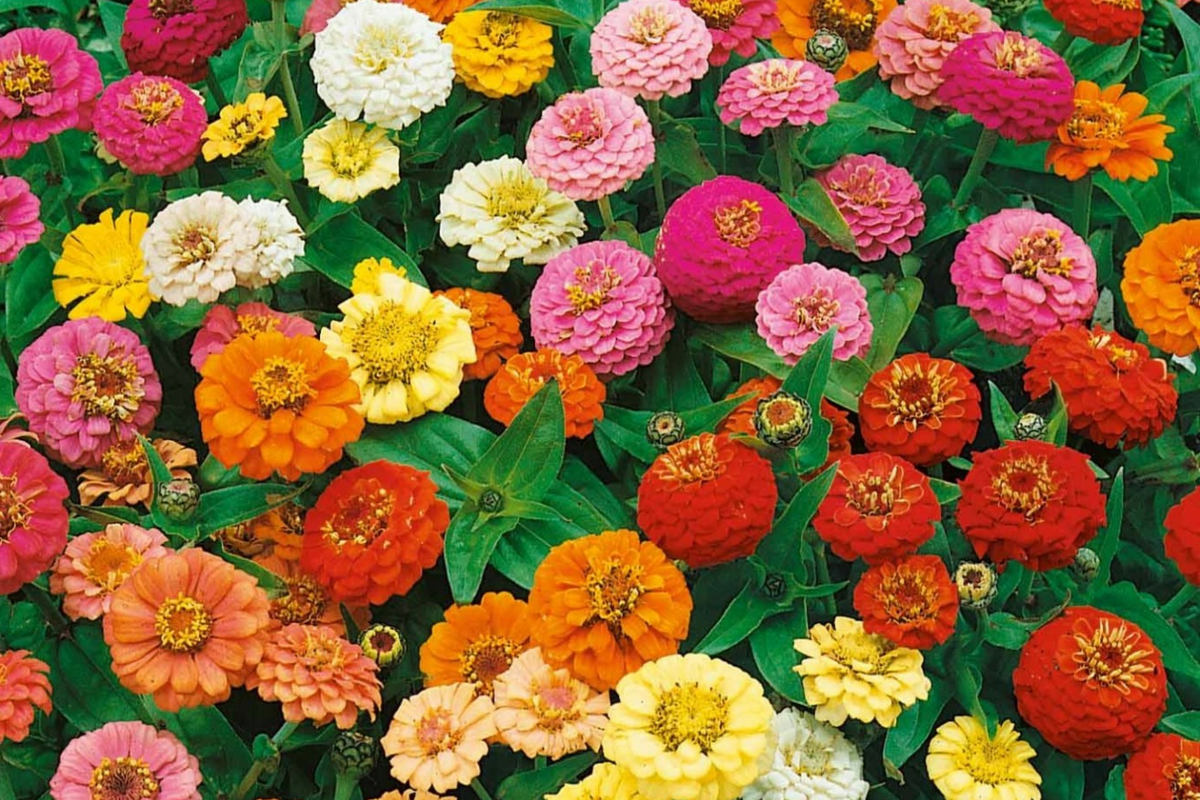 Calendula Seeds - Pacific Beauty Mix - Edible Flowers, Heirloom Calendula officinalis, Organic Gardening, Free Shipping