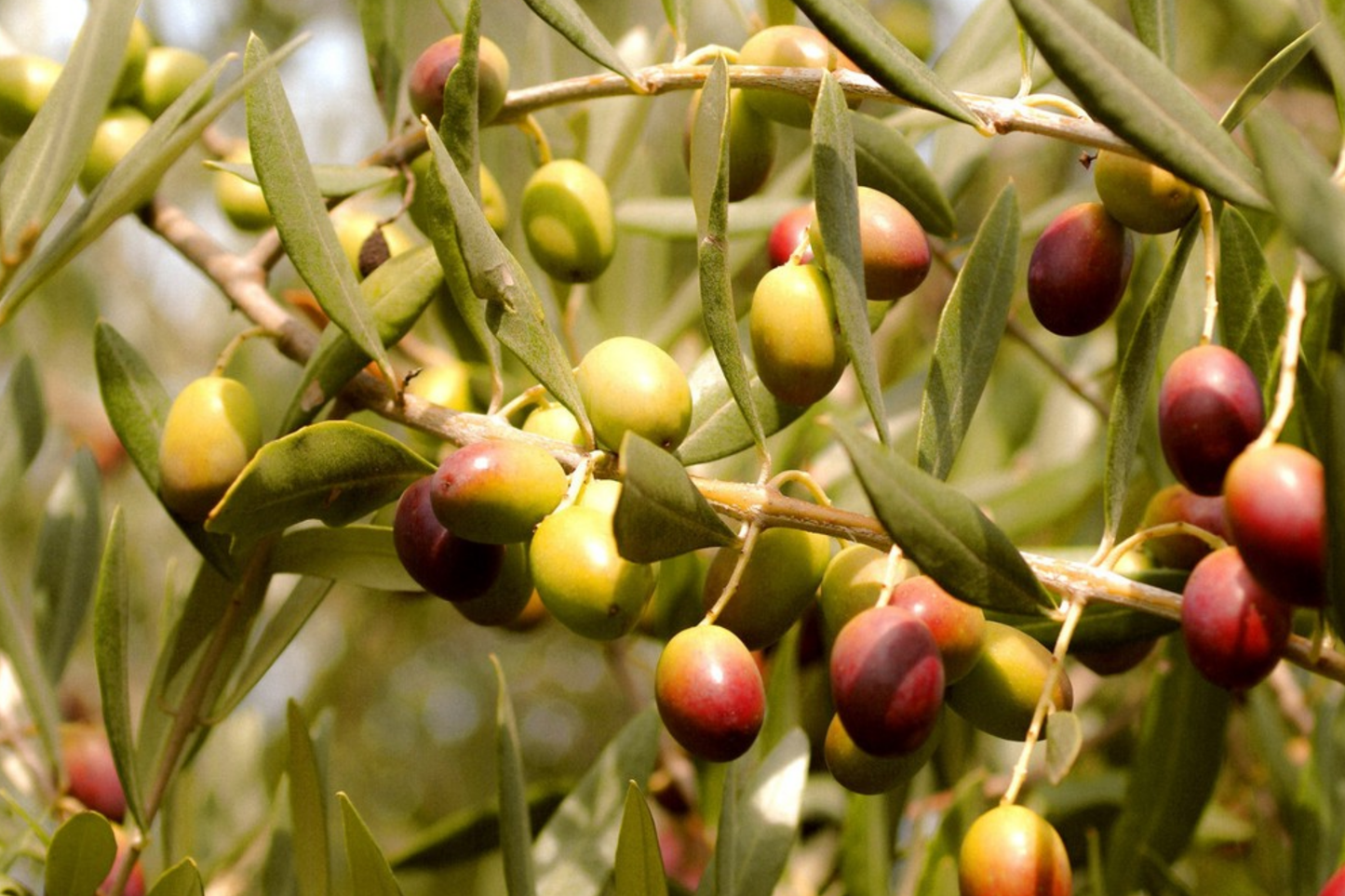 Canino Olive Tree Seeds | Olea europaea 'Canino' | Italian Virgin Oil Variety | Perennial Gardening Seeds