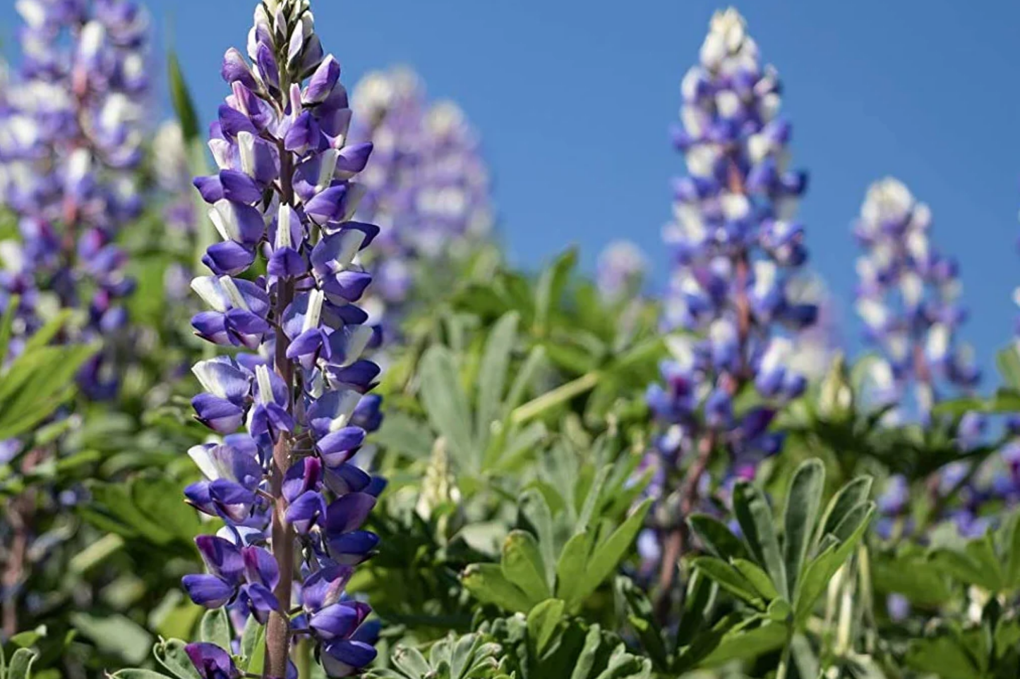 Arroyo Lupine Seeds | Non-GMO Wildflower Seeds | Lupinus succulentus | Blue and Purple Flowers for Gardens
