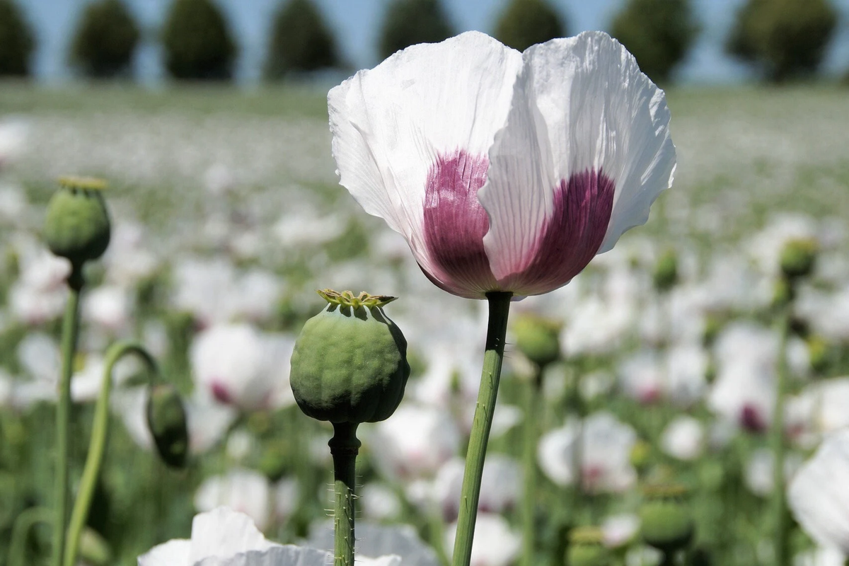 Organic Tasmanian Papaver Somniferum Poppy Seeds – 20,000 Stratified Seeds for Planting, Garden, Greenhouse
