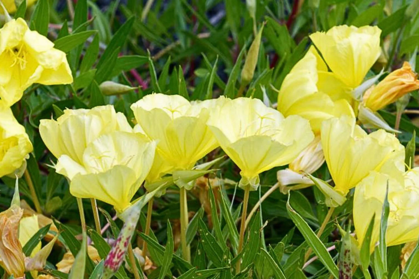 Missouri Yellow Primrose Seeds | Perennial Flower Seeds | Oenothera missouriensis | Vibrant Yellow Bloom, Clumping, 12-18 inches