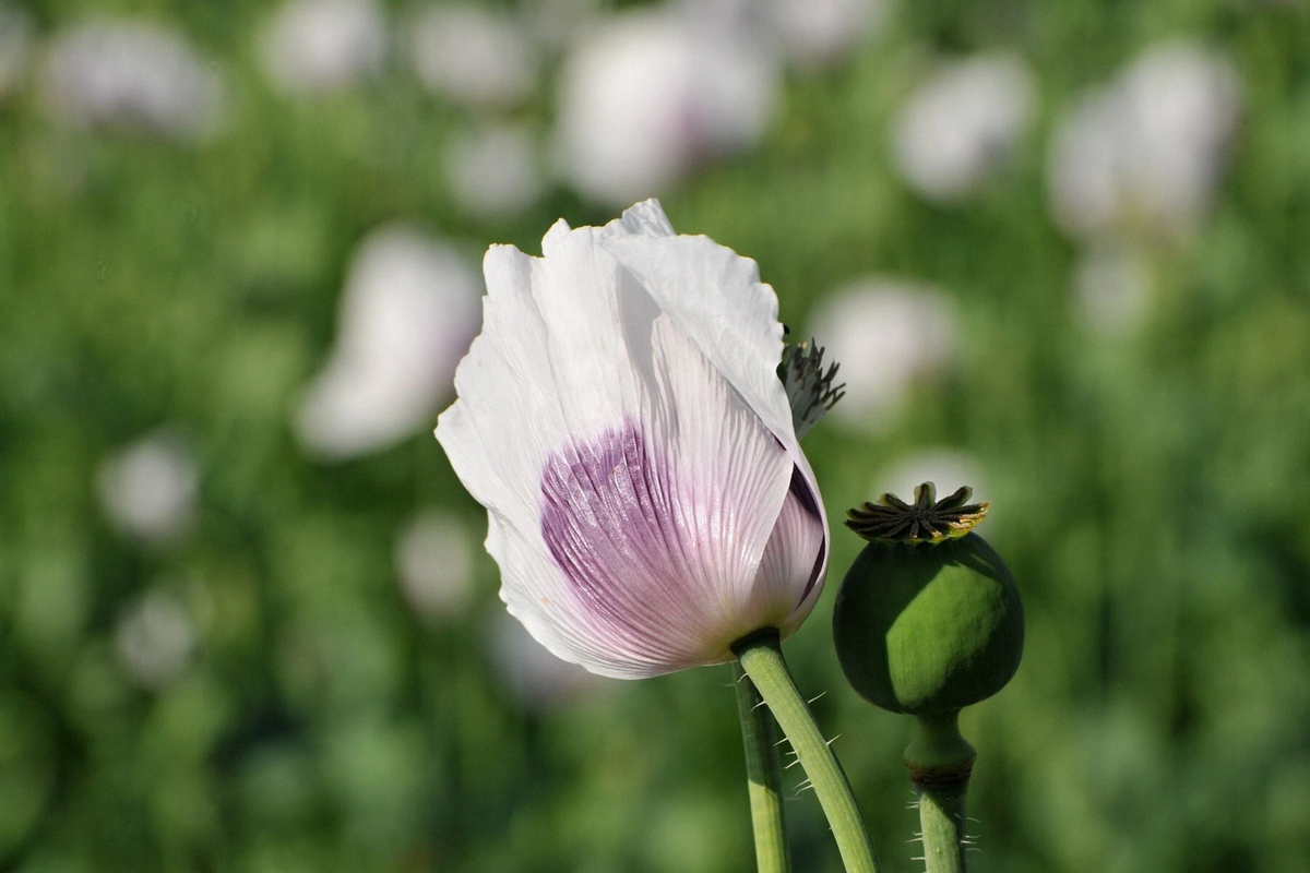 Organic Tasmanian Papaver Somniferum Poppy Seeds – 20,000 Count, Stratified for Germination, Flowering Planting Seeds