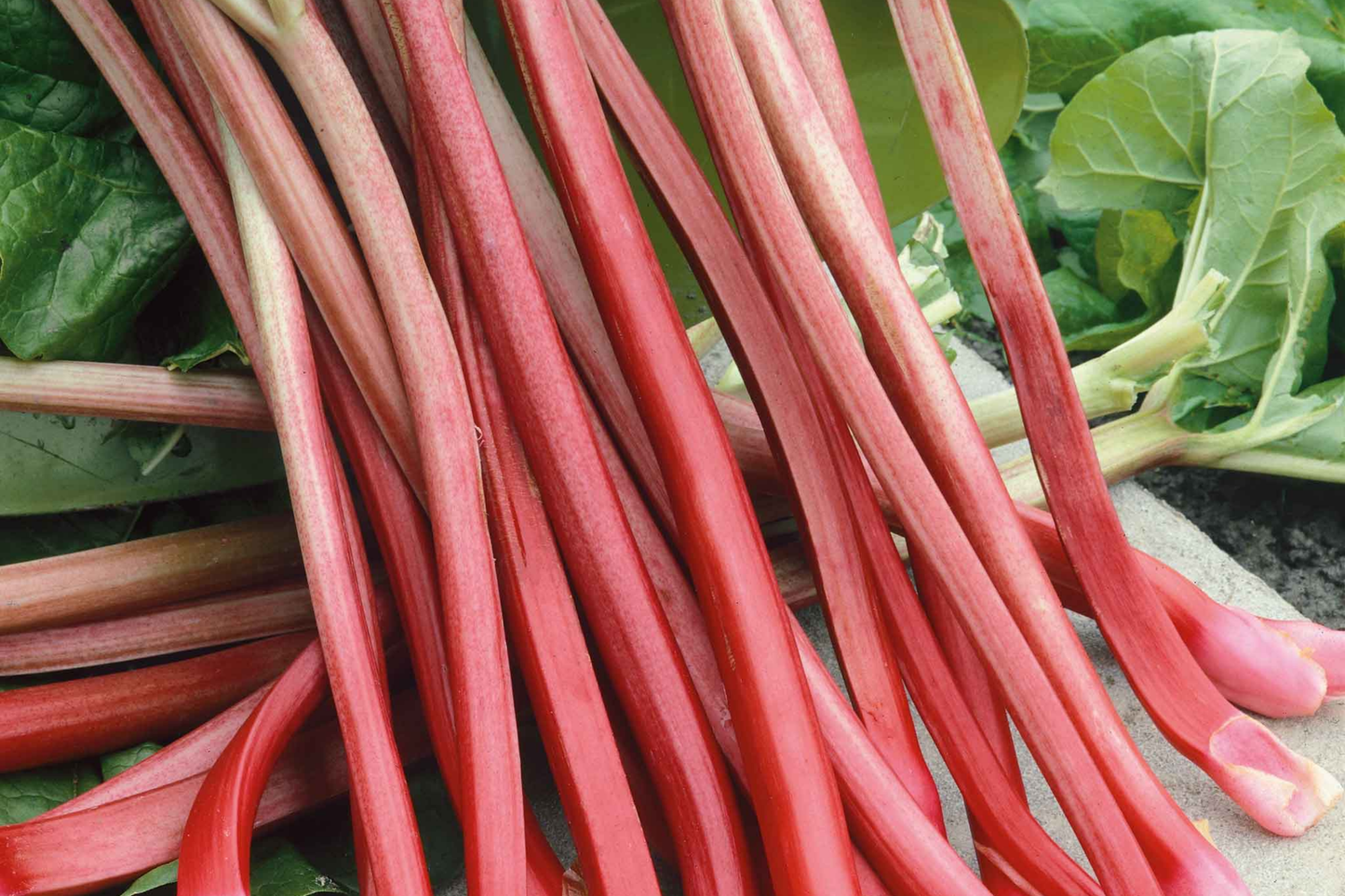 Victoria Rhubarb Seeds - Perennial Vegetable Seeds for Bountiful Harvests, Rheum rhabarbarum, Red Stalks, USA Grown