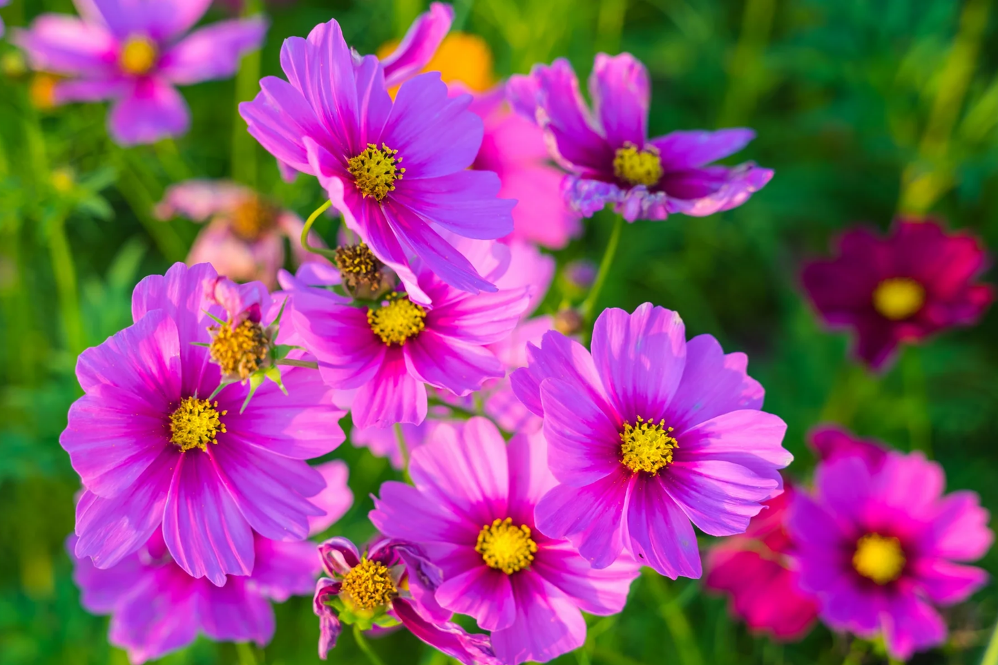 Gloria Cosmos Seeds | 100-2000 Non-GMO Cosmos bipinnatus Annual Flower Seeds for Garden, Full Sun, Vibrant Color