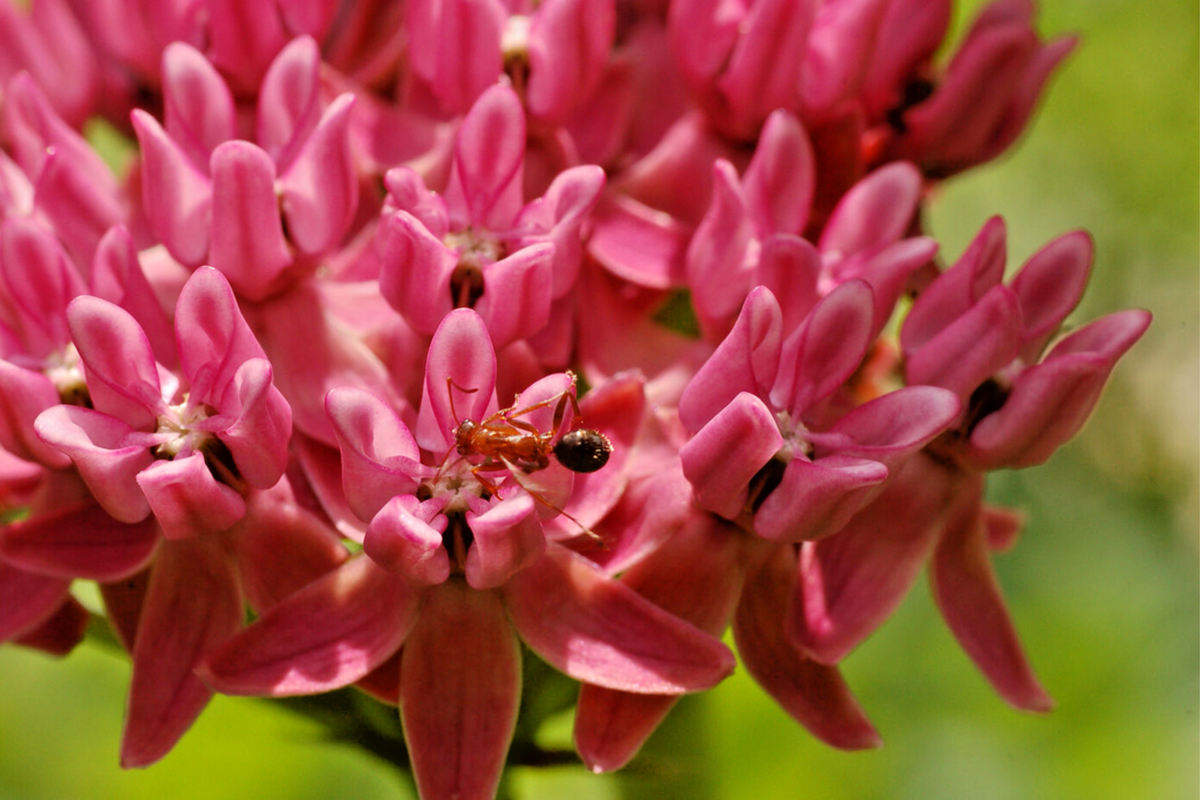 Purple Milkweed Seeds - 200 Count, Butterfly Attracting, Drought-Tolerant, Asclepias purpurascens, Wildflower Seeds