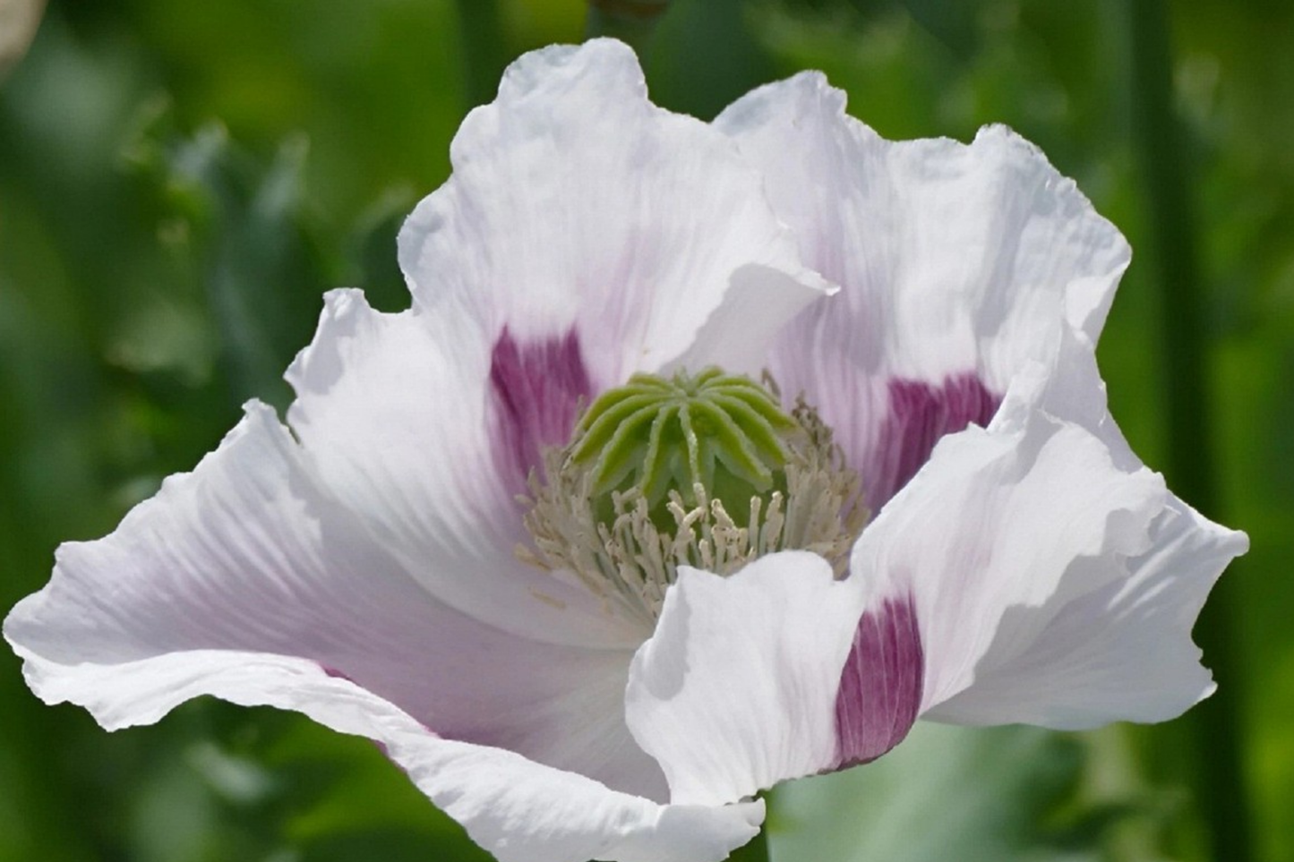 Organic Poppy Seeds - 20,000 Untreated Tasmanian Papaver somniferum Flower Seeds for Garden Planting