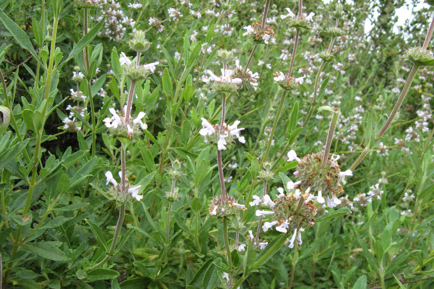 Black Sage Seeds - Salvia Mellifera - Drought-Tolerant California Native Shrubby Perennial for Low Water Gardens