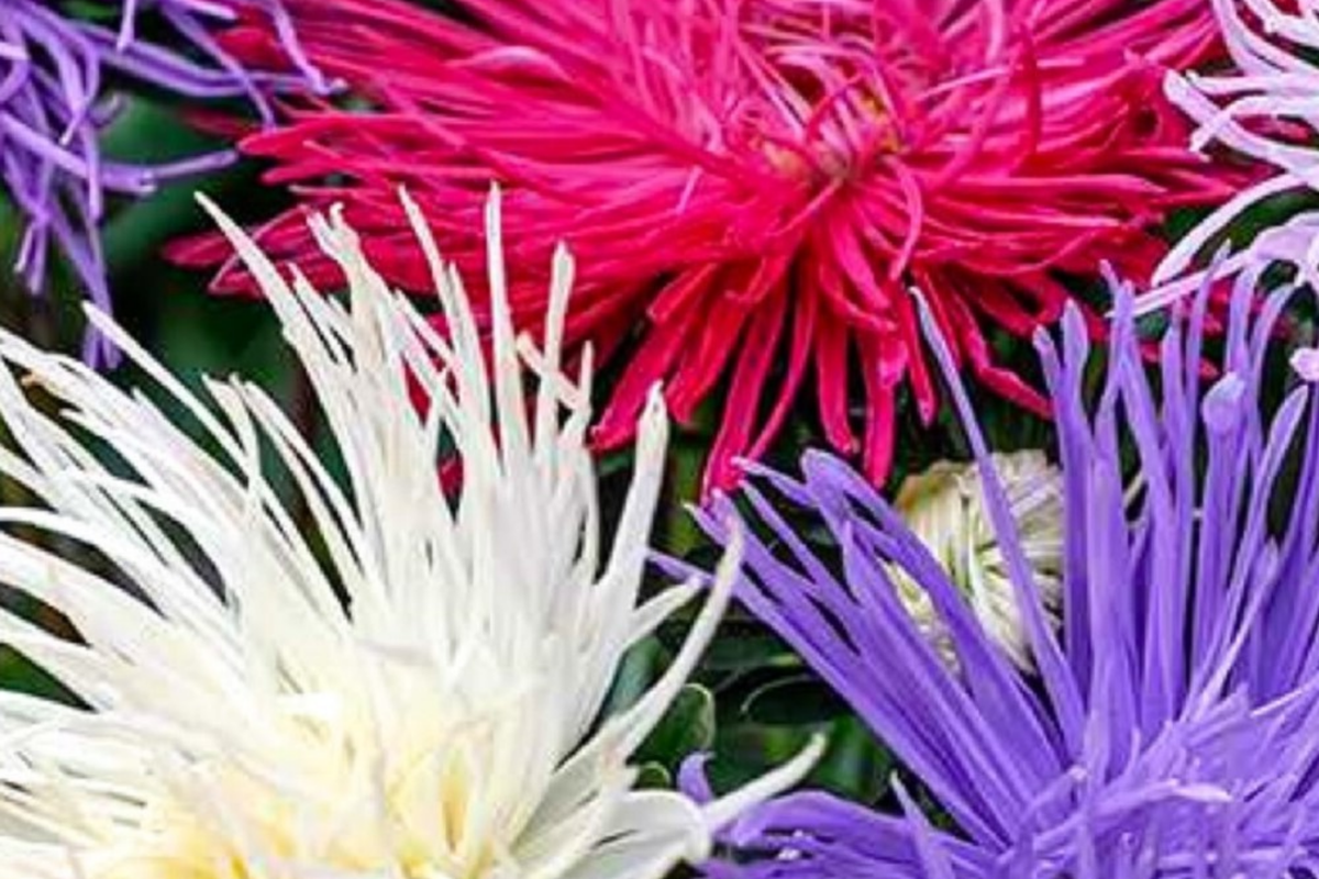 Ostrich Feather Aster Seeds Pack | Colorful Mix of Aster spp. | Annual Flower Seeds for Garden, Borders & Cut Flowers