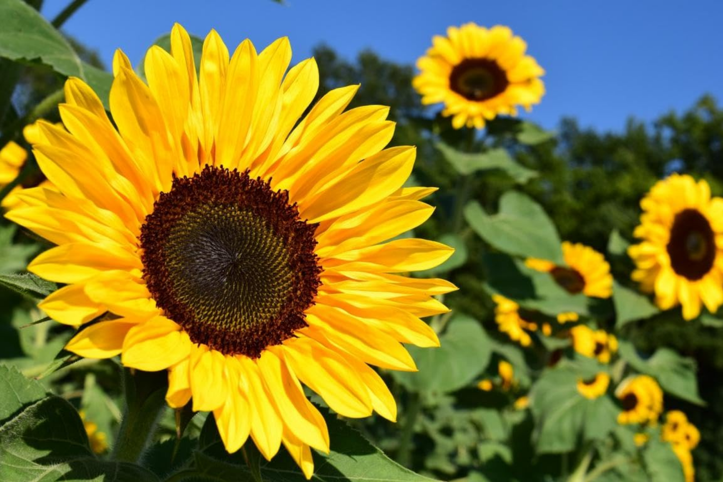 Bulk Sunflower Seeds for Planting | Large Black Oil Helianthus annuus | Tall, Vibrant Blooms