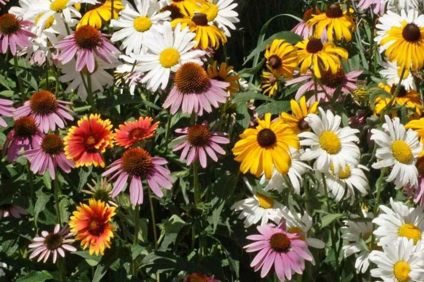 Bulk Wildflower Seed Mix - 187,500 Perennial Seeds for 1000 sq ft Cover, Native Plants for Eco-Friendly Gardens