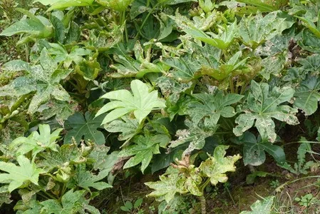 Fatsia Japonica 'Spider's Web' Live Plants, Variegated Fatsia, Shade Garden Plant, 2 Rooted Starters in 1 Qt Pots