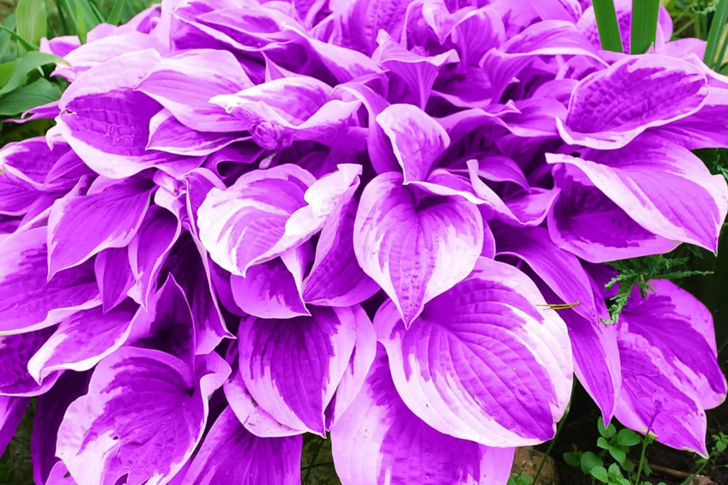 Purple Hosta Seeds - Perennial Plant Seeds for Shade Gardens - Hosta sieboldiana