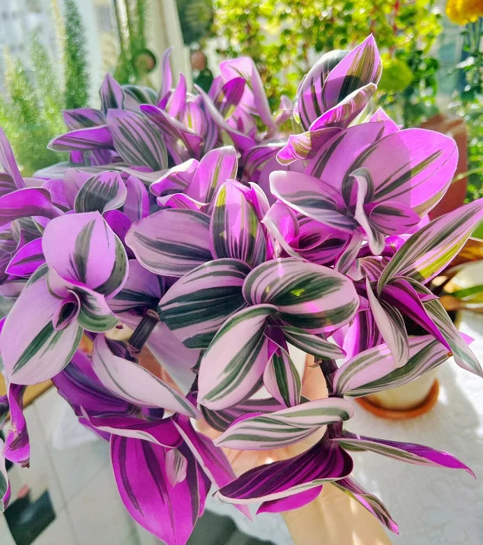 3 Tradescantia Nanouk Cuttings – 3–4" Pink Variegated Unrooted Stems | Live Houseplant for Indoor Pots or Outdoor Planters