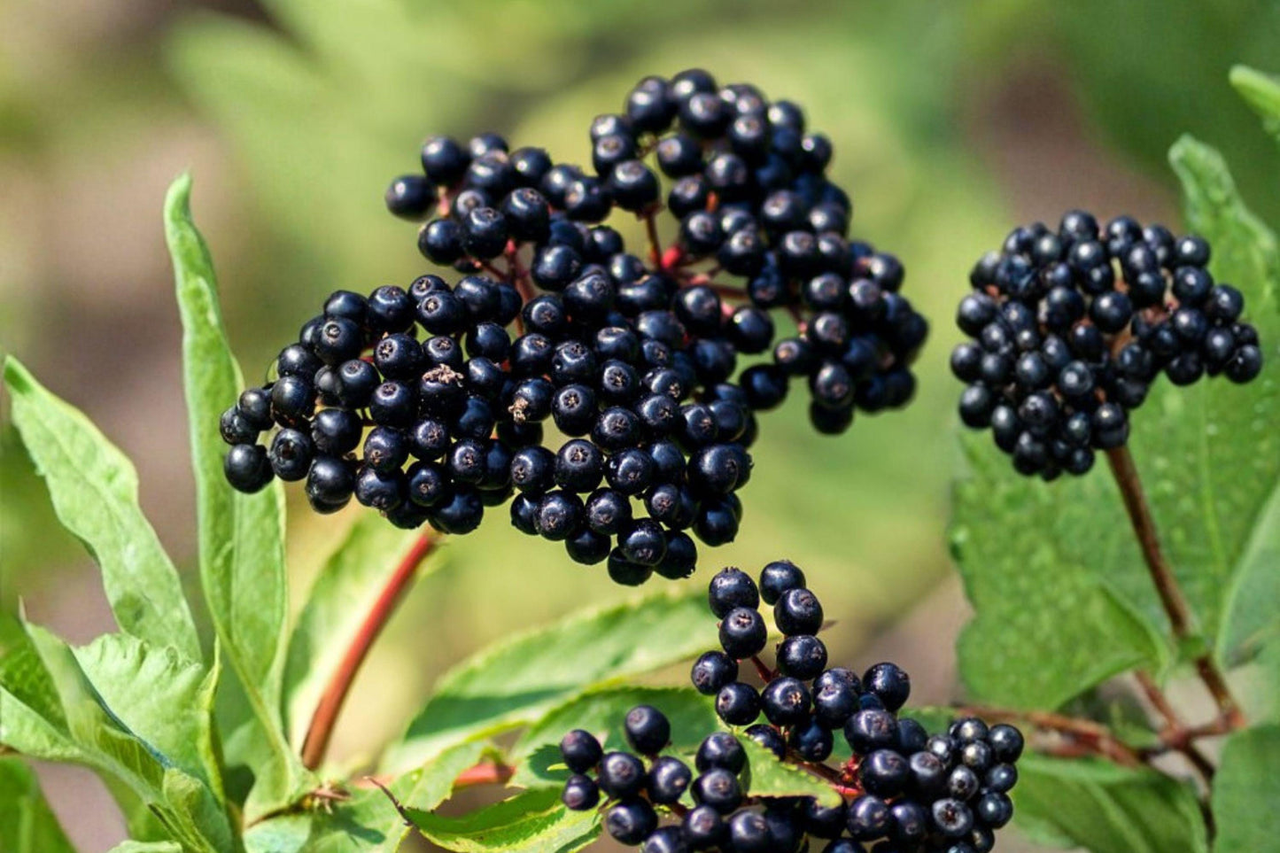 American Black Elderberry Seeds – Sambucus canadensis, Native Deciduous Shrub for Wildlife, Hedgerows & Pollinator Gardens